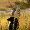 El Caballo Andaluz en el Campo y la Doma: Especial inicio de temporada - 8 abril 2012