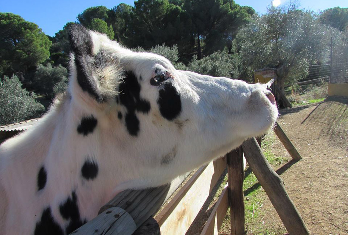 Educación ambiental en una Granja Escuela (Córdoba - España)