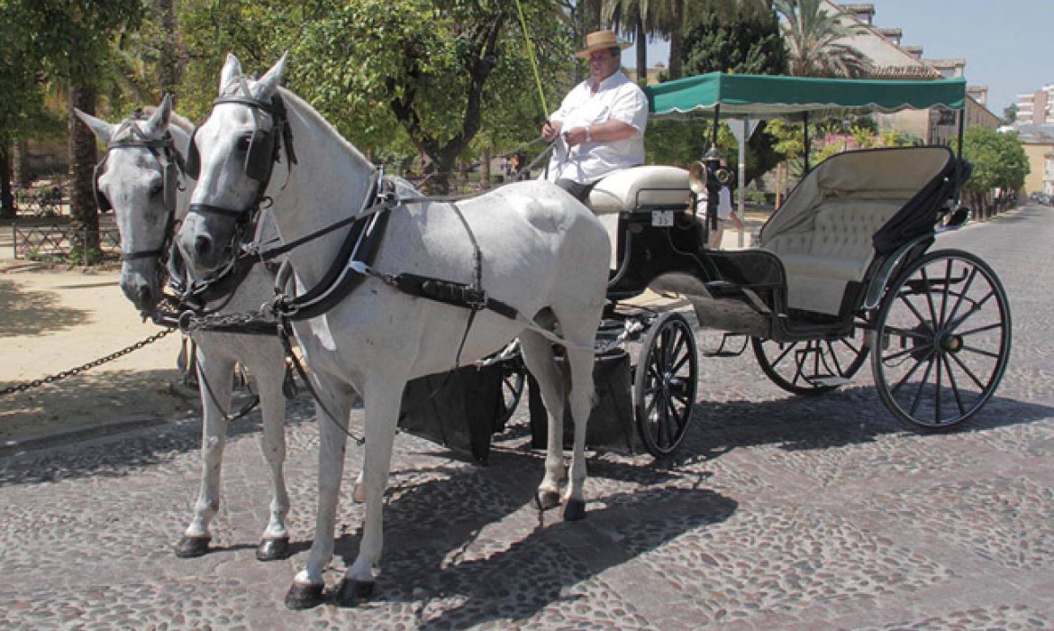 Coches de caballos en Córdoba (España)