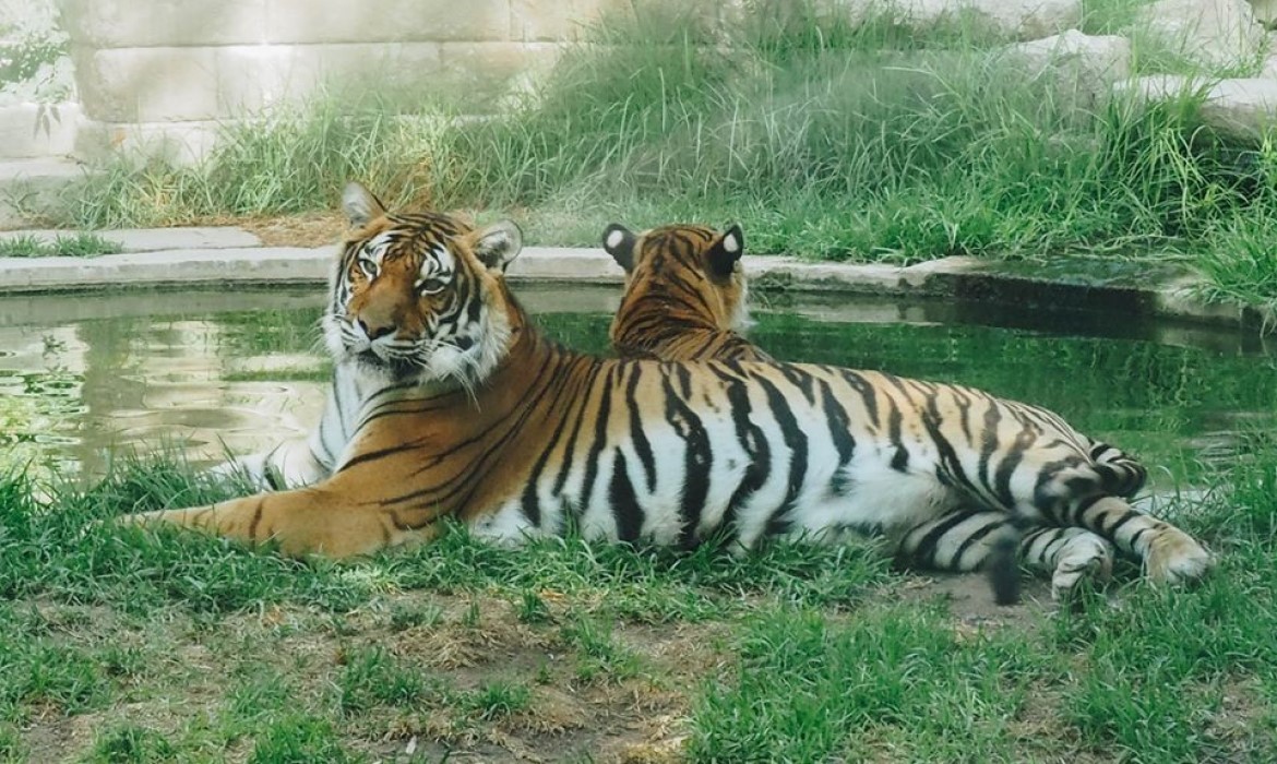  Cordoba Zoo (Spain)