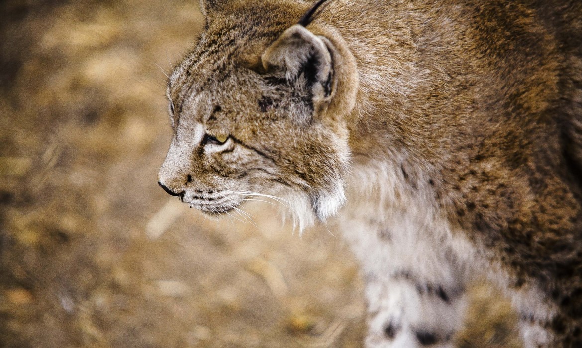 Parc Naturel de Cardeña et Montoro (Cordoue - Espagne)