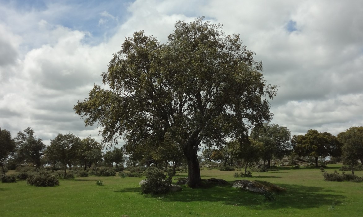 Parc Naturel de Cardeña et Montoro (Cordoue - Espagne)