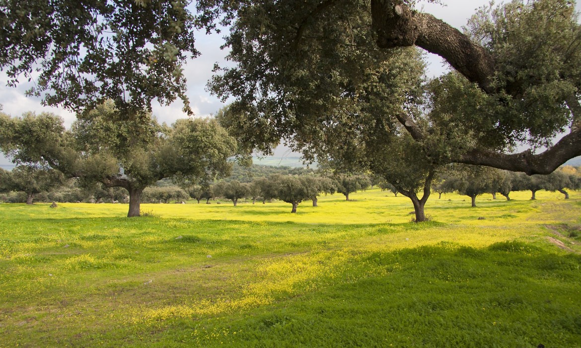 Parc Naturel de la Sierra de Hornachuelos (Cordoue - Espagne)