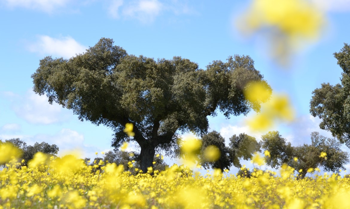 Parc Naturel de la Sierra de Hornachuelos (Cordoue - Espagne)