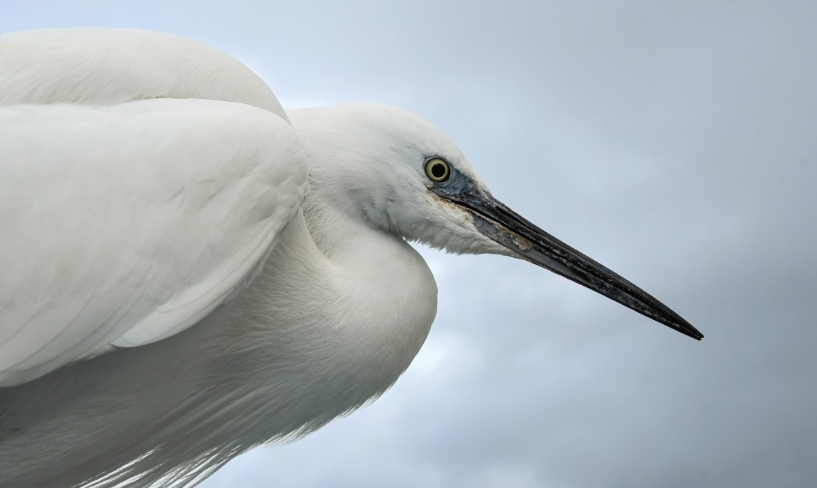 Reserve Naturelle - Lagunas del Sur (Cordoue - Espagne)