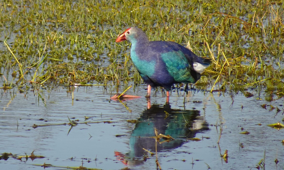 Reserve Naturelle - Lagunas del Sur (Cordoue - Espagne)