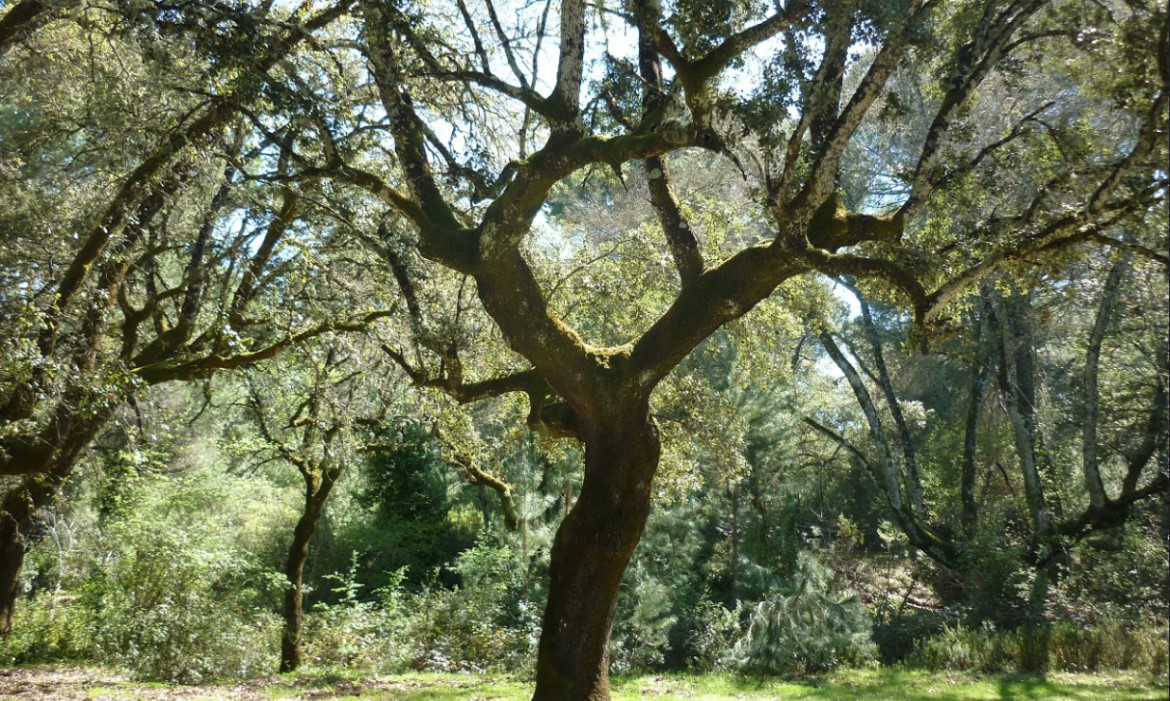 Patrimonio natural de Córdoba (España)