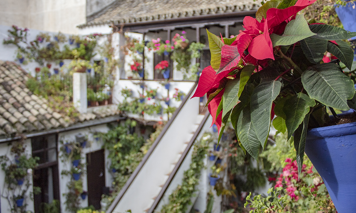 The Fiesta de los Patios de Córdoba at Christmas 2021 (Spain)