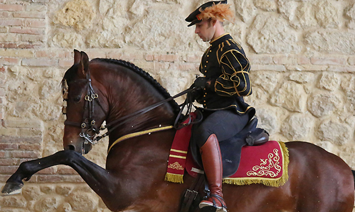 Le Cheval Espagnol de Pure Race (Cordoue - Espagne)