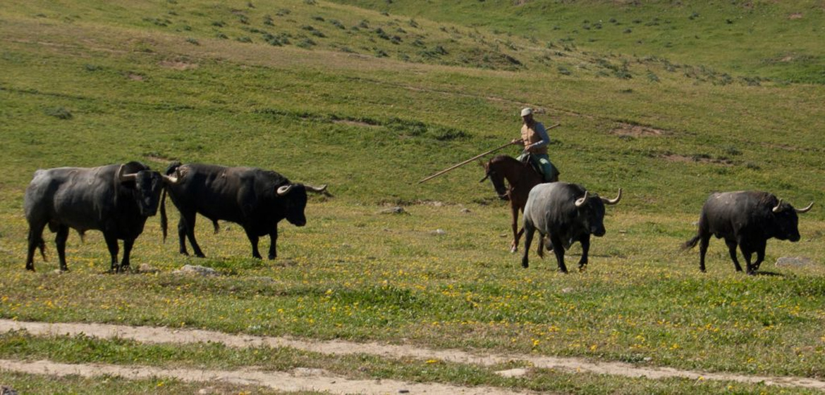 Entre Toros y Caballos (Parmi les taureaux et les chevaux) (Cordoue - Espagne)